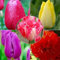 Tulpen zwiebeln Gemischt Wachstum Winterhart Mehrjährig Eine Starke Pflanze Mit Gutem