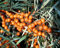 Sanddorn Pollmix männlich Hippophae rhamnoides Pollmix Containerware 40-60 cm