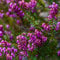 150 pz Semi di erica semi fiori, piante resistenti all'esterno Erica carnea, semi di erica invernale, Piante perenni resistenti, piante resistenti Piante da balcone resistenti all'inverno