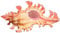 Coquillage naturel de coquille de noix de Conque， Coquillages Escargot Mille Mains 3,5-4 Cm Conque Naturelle Parfait for la Décoration de Mariage Fête à Thème de Plage, Décorations for la Maison, Bric