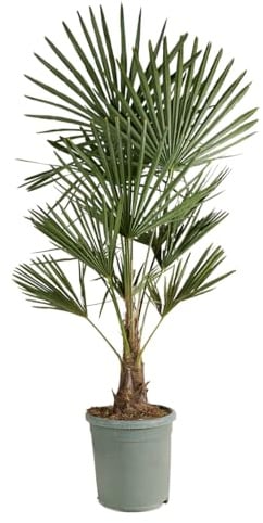Bloomique - Trachycarpus Fortunei - Chinesische Hanfpalme - Winterharte Palme - Gartenpflanzen - Höhe 120-150 cm - Topf 30 cm