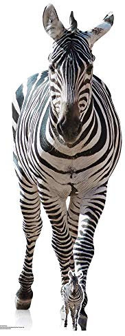 Star Cutouts SC1439 Adult Zebra Cardboard Cutout – 162cm Black & White Display | Great for Animal Lovers, Safari & African Theme Parties