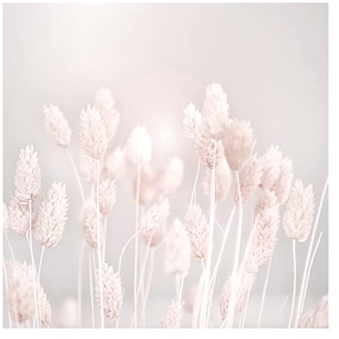 Fototapete - Helles Gras im Sonnenlicht, Material: Vlies Selbstklebend, Größe HxB: 192x192 cm
