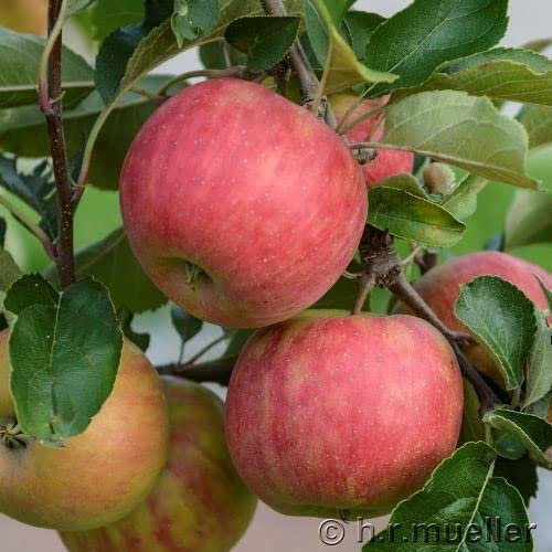 Apfel 'Karneval' ca. 150cm im 10 Liter Topf