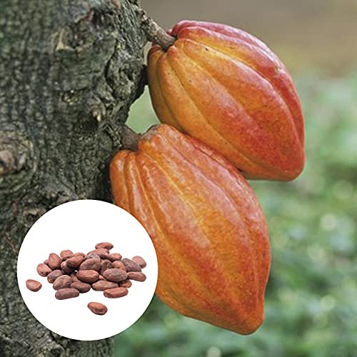 Oce180anYLVUK Theobroma Cacao Seeds,20 Stück/Beutel Pflanzensamen Schöne hochkeimende natürliche Theobroma-Kakaosamen für den Rasen Seeds