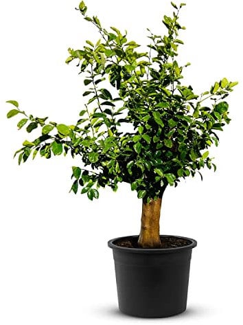 TropicTrees Limettenbaum mit einer Höhe von 200/220 cm und einem Stammumfang von 30-40 cm | Limetten für die Saftherstellung, als Gewürzzutat und als Zierpflanze für Innenbereiche