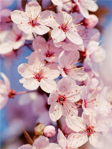 5D Diamant Painting Bilder, Wilde Blumen Malen Nach Zahlen Erwachsene DIY Diamond Painting Mit Zubehör, 80x120cm Voll Diamond Painting Kinder Mädchen Basteln für Home Wohnwand Dekoration J-12616