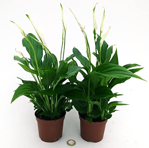 POWERS TO FLOWERS - SPATIFILLO 2 PIANTE VASO 10CM, SPATHIPHYLLUM, Piante vere