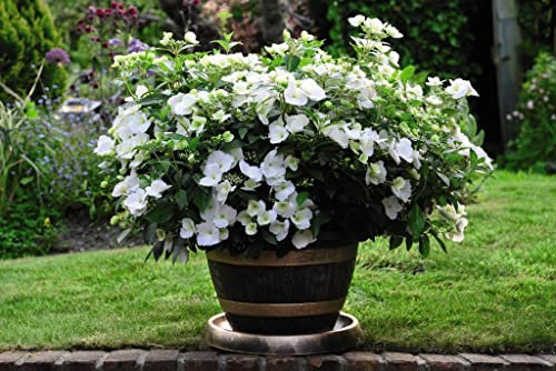 Hydrangea Garden Shrub Neat & Compact Variety with Many White Flowers, Chelsea Flower Show Plant of The Year 2018, 2 x Hydrangea Runaway Bride in a 6L Pot by Suttons (2)