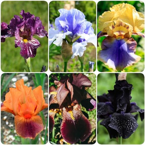 7 pcs schwertlilie schwertlilien zwiebeln winterhart mehrjährig - zimmerpflanze mittagsblume winterhart bienenfreund,Iris tectorum indoor garten steingartenpflanzen winterhart flower