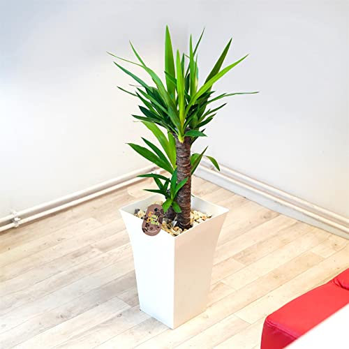 Easy Plants Yucca Grande plante de sol en pot Milano blanc brillant