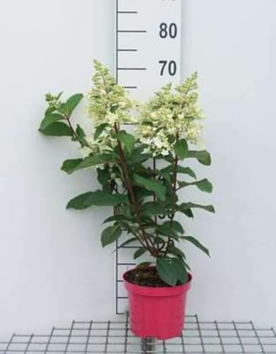 Hydrangea pan. 'Pinky Winky'® - Rispenhortensie 40-50 cm Container
