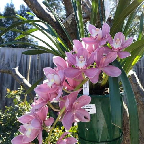 (UOLKEZFM) Cymbidium Rhizome – Qualitativ Top, Passend zu Cymbidium Winterhart für einfachen Anbau-5 Cymbidium knolle-C