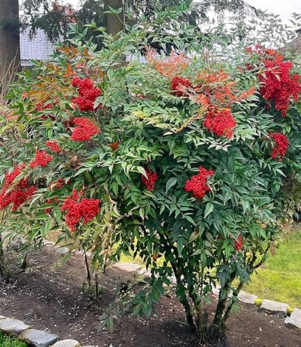 BALDUR Garten 1x Himmelsbambus Nandina domestica, Pflanze im 2-Liter-Topf | Beerenschmuck im Winter, immergrüner Blickfang im Kübel & Beet, purpurrote Herbstfärbung, winterhart & pflegeleicht