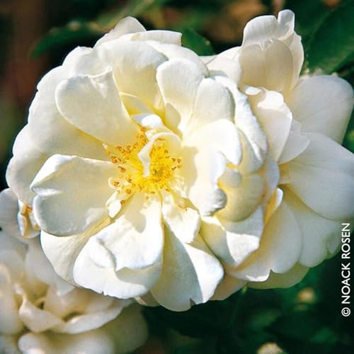 Bodendeckerrose „Schneeflocke - leuchtend weiß blühende Topfrose, im 6 L Topf - frisch aus der Gärtnerei - Pflanzen-Kölle Gartenrose