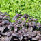 200 pcs Basilikum Samen Bio, Basilikum Pflanze Samen, Ocimum Basilicum - Gartenkräuter, Wintergemüse Kräuter Samen, Alte Gemüsesorten Samen Kräutergarten Geschenk, Küchenkräuter Kräuter,