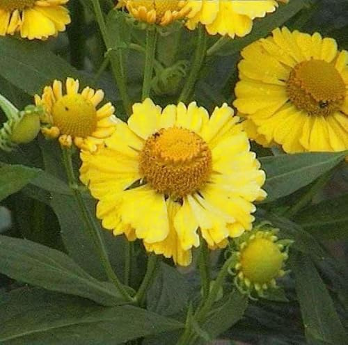 Sonnenbraut Sonnenwunder - Helenium cultorum - lebende Gartenpflanze aus den Baumschulen