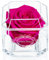 Eternal Petals A Rose That Lasts A Year - The Perfect Unique Gift for Women and Men, A Birthday Gift - White Gold Solo (Hot Pink)
