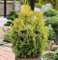 Lebensbaum Golden Smaragd 30-40cm Thuja occidentalis