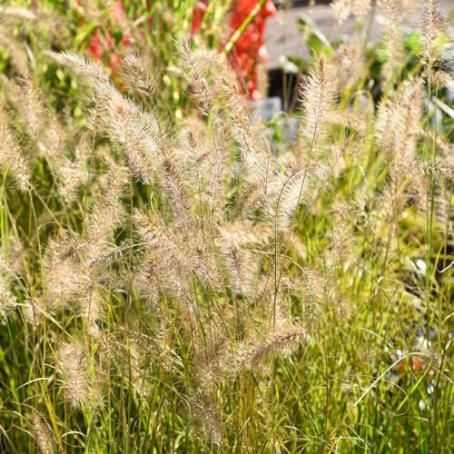 Pennisetum alopecuroides 'Hameln' – Hardy Fountain Grass, Ornamental Grass for Year-Round Garden Interest, Low Maintenance - 1x 12cm Potted Plant by Thompson & Morgan