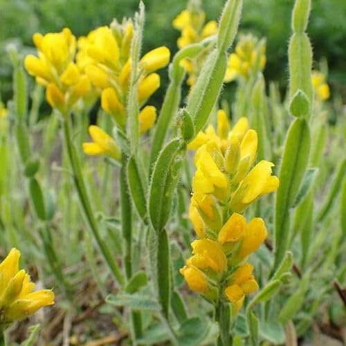 Plant World Seeds - Genista Sagittalis Seeds (Perennial Flower Seeds)