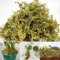 YUNSTK 315g Natürliches Sphagnum Moos, Moos Deko Erhöhung der Luftfeuchtigkeit, Moos aus kontrolliertem Anbau ideal für Orchideen und Bonsai, Getrocknetes Moos für Bequem Reptilien Lebensraum