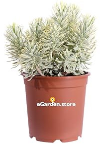 Pianta di Euphorbia Characias Tasmanian Tiger pianta grassa pianta da esterno pianta di Euphorbia variegata pianta ornamentale pianta da fiore giallo pianta vera venduta da eGarden.store