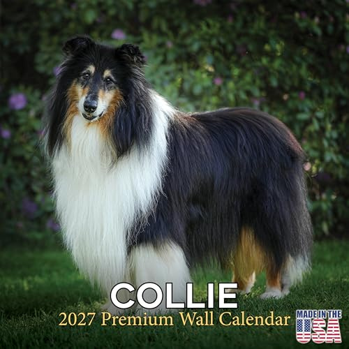 Collie-Kalender 2025 2026 – Monatlicher Wandkalender für Hunderassen – 30,5 x 61 cm geöffnet – dickes Papier ohne Auslaufen – Geschenk – akademischer Lehrerplaner Kalender Organisieren und Planen
