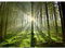 Runa Art Papier peint intissé Rayons de soleil dans la forêt 352 x 250 cm Toison Mur XXL Tableaux Muraux Tapisserie Photo Décoration Murale Salon Chambre vert jaune 9037011c