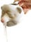 Ceramic Dwarf Egg Yolk Separator - Funny Nose Shape, Colander for Egg Whites and Yolks - Kitchen Tool