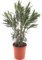 Pinker Oleander - Nerium oleander - Gesamthöhe 80+ cm - Topf Ø 26 cm