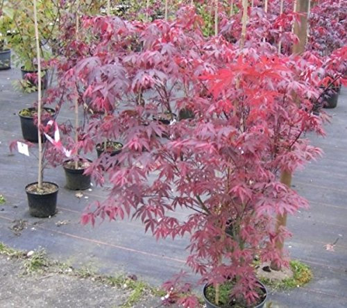 Ahorn palmatum Atropurpureum - Roter Fächerahorn 80-100