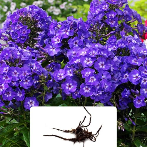 1 Phlox Paniculata Blue - Vibrant Purple-Blue Flowers - Fragrant Summer-Flowering Perennial Bulb – Cultivated for UK Climate Conditions