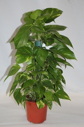 Sin marca Potos en Tutor (50 cm) - Planta Viva de Interior