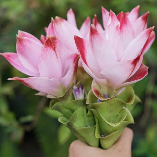 kurkuma samen zum einpflanzen - topfpflanzen draußen winterhart, frühlingsblume kurkuma samen, saatgut blumenbeet, exotische pflanzen winterhart ausgefallene geschenke, bodendecker 100pcs