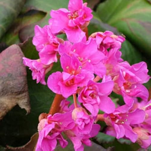 12 unità Bergenia 'Abendglut' - Bergenia Vaso 9x9cm ±1 m² - Fiori Rosso Scuro e Foglie Verdi, Perfetto per Aiuole e Giardini Ombrosi