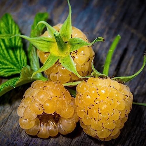 Luojuny Semi di lampone, 50 pezzi/borsa Semi di lampone Succoso Saporito Raro Facile da coltivare Semi di frutta per giardino Giallo