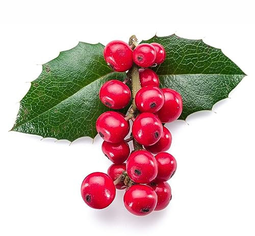 200 pcs stechpalme samen - topfpflanzen draußen winterhart,Ilex aquifolium, dekoration wohnzimmer dekopflanzen pflanzendeko plants garten geschenke für frauen zimmerpflanzen wenig