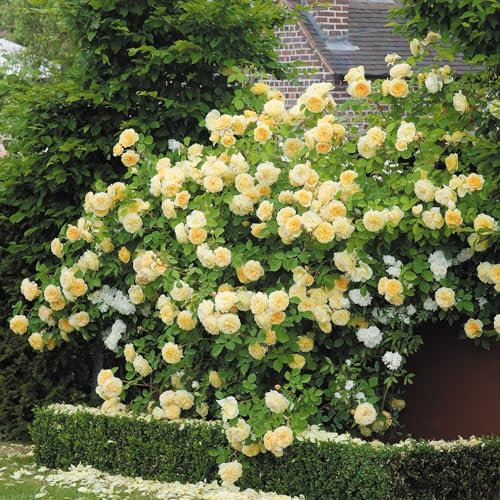 Gorgeous Fragrant Yellow Climbing Rose Plant in A 3 Lt Pot for Outdoor Planting, Garden Wall, Arches & Pillars