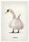 artboxONE Poster 30x20 cm Tiere Swarlic hochwertiger Design Kunstdruck - Bild swan Animals Birds
