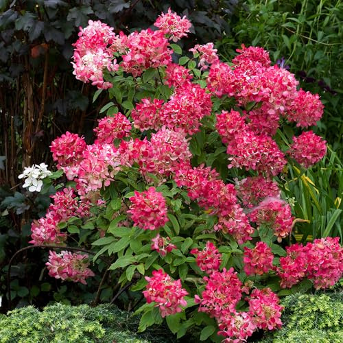 GreenboutiQ - Hortensia Paniculée - Hydrangea panniculata Pink Diamond - Fleurs Blanches Roses - 3 Plantes - 1 m2 - Feuilles Caduques - Grandes Fleurs - Pot 17cm Hauteur 50cm