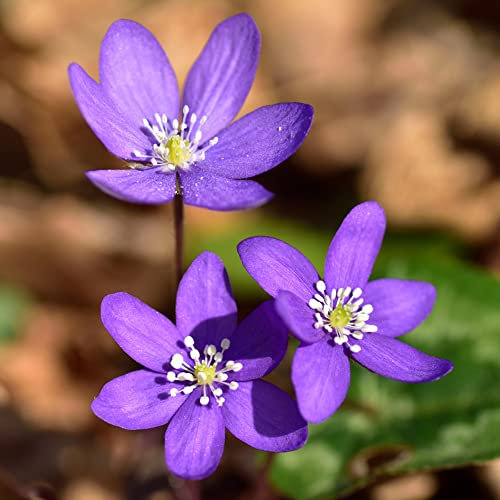 Hepatica Nolilis|Blumensamen Bodendecker Winterhart MehrjäHrig Pflanzensamen Blumensamen Geschenk Bonsai Samen Blumenwiese Balkon Blumen-150 StüCk(Lila)