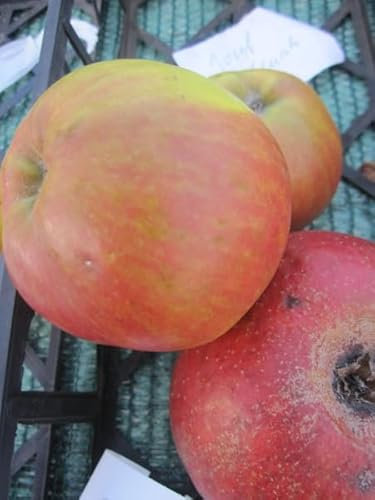 Malus Joseph Musch - Herbstapfel - Apfelbaum