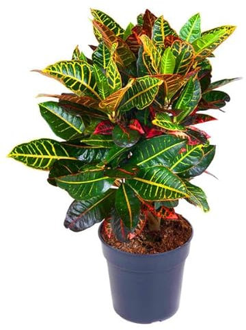 Codiaeum variegatum 'Petra' - Croton, Wunderstrauch Höhe: 55 cm, 17cm Topfdurchmesser pflegeleicht, strahlende Farbgebung