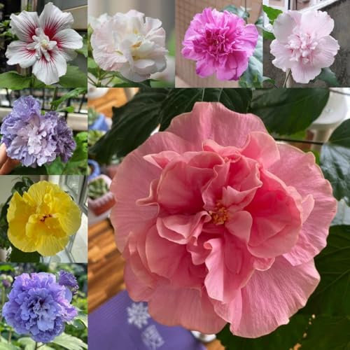 50 pcs Hibiskus Pflanze Winterhart Samen - zimmerpflanze indoor plants Riesen Hibiskus Blumensamen Topfpflanzen Echt, Outdoor Pflanzen Geschenk Garten, Pflanzen Samen Indoor gartendeko