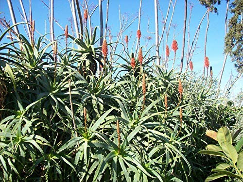 10 Aloe Arborescens Semi (Aloe Arborescens) Semi