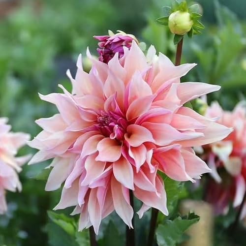 6 pz acquistare tuberi di dalia - bulbi di dalia - Piante in vaso resistenti per la copertura del terreno da esterno Dalia Lampadina della dalia Bulbi da fiore perenni resistenti,