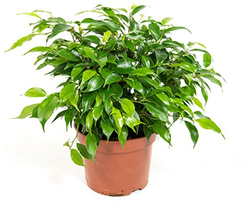 Ficus benjamina Green Kinky, echte Zimmerpflanze im 12cm Topf, Birkenfeige, Höhe ca. 25cm