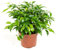 Ficus benjamina Green Kinky, echte Zimmerpflanze im 12cm Topf, Birkenfeige, Höhe ca. 25cm
