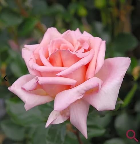 Climbing Compassion Rose Plant, Pink Fragrant Flowers, 3 Litre Pot, RHS Award Winner